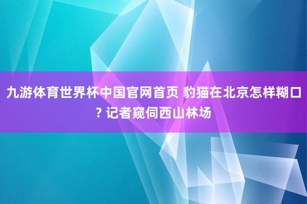 九游体育世界杯中国官网首页 豹猫在北京怎样糊口? 记者窥伺西山林场